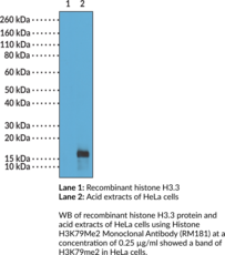 Histone H3K79Me2 Monoclonal Antibody