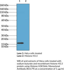 Histone H3K56Ac Monoclonal Antibody