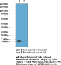 Histone H4S1Ph Monoclonal Antibody