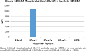 Histone H4R3Me1 Monoclonal Antibody