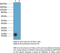 Histone H4K5Ac Monoclonal Antibody