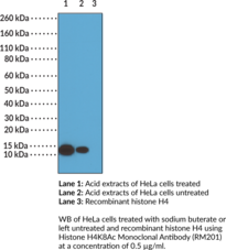 Histone H4K8Ac Monoclonal Antibody