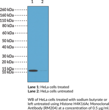 Histone H4K16Ac Monoclonal Antibody