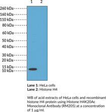 Histone H4K20Ac Monoclonal Antibody