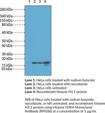 Histone H3K4 Monoclonal Antibody