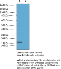 Histone H3T6Ph Monoclonal Antibody