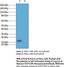 Histone H3T11Ph Monoclonal Antibody