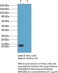 Histone H4K20Me3 Monoclonal Antibody