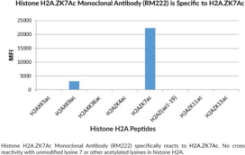Histone H2A.ZK7Ac Monoclonal Antibody