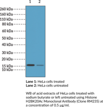 Histone H2BK20Ac Monoclonal Antibody