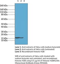 Histone H2BK23Ac Monoclonal Antibody