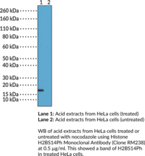 Histone H2BS14Ph Monoclonal Antibody