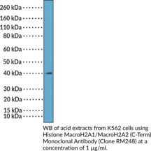 Histone MacroH2A1/MacroH2A2 (C-Term) Monoclonal Antibody