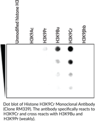 Histone H3K9Cr Monoclonal Antibody