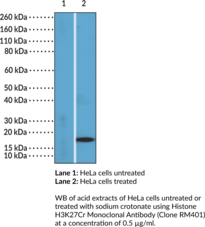 Histone H3K27Cr Monoclonal Antibody