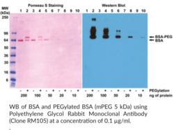 Polyethylene Glycol Rabbit Monoclonal Antibody