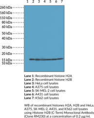 Histone H2B (C-Term) Monoclonal Antibody