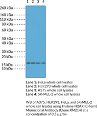 Histone H2AX (C-Term) Monoclonal Antibody