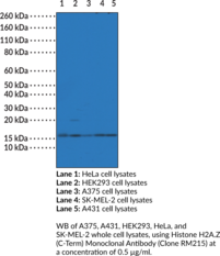 Histone H2A.Z (C-Term) Monoclonal Antibody