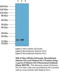 Histone H3.3 Monoclonal Antibody