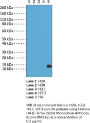 Histone H4 (C-Term) Rabbit Monoclonal Antibody