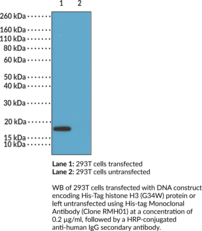 His-tag Monoclonal Antibody