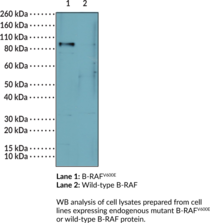 B-RAF<sup>V600E</sup> Monoclonal Antibody