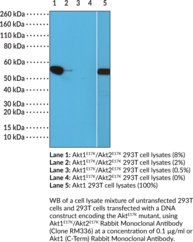 Akt1<sup>E17K</sup>/Akt2<sup>E17K</sup> Rabbit Monoclonal Antibody