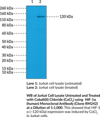 HIF-1? (human) Monoclonal Antibody