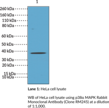 p38? MAPK Rabbit Monoclonal Antibody (Clone RM245)