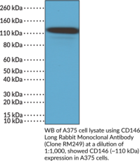 CD146 Long Rabbit Monoclonal Antibody