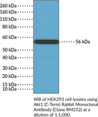 Akt1 (C-Term) Rabbit Monoclonal Antibody