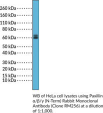 Paxillin?/?/? (N-Term) Rabbit Monoclonal Antibody