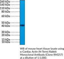 α-Cardiac Actin (N-Term) Rabbit Monoclonal Antibody