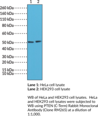 PTEN (C-Term) Rabbit Monoclonal Antibody