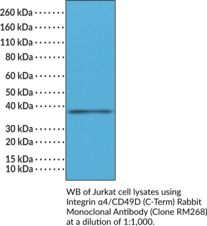Integrin ?4/CD49D (C-Term) Rabbit Monoclonal Antibody