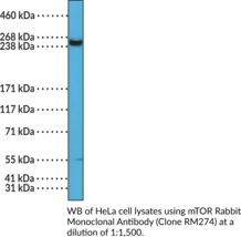 mTOR Rabbit Monoclonal Antibody