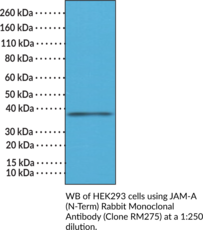 JAM-A (N-Term) Rabbit Monoclonal Antibody