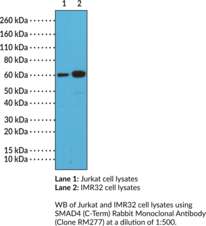 SMAD4 (C-Term) Rabbit Monoclonal Antibody