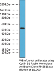 Cyclin B1 Rabbit Monoclonal Antibody