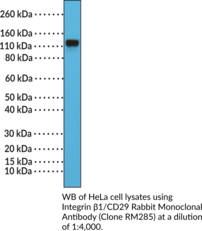 Integrin ?1/CD29 Rabbit Monoclonal Antibody