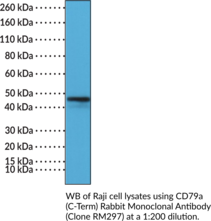 CD79a (C-Term) Rabbit Monoclonal Antibody