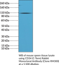 CD34 (C-Term) Rabbit Monoclonal Antibody