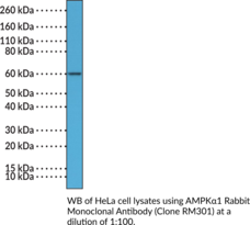 AMPK?1 Rabbit Monoclonal Antibody