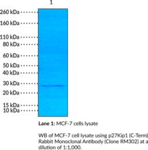 p27Kip1 (C-Term) Rabbit Monoclonal Antibody