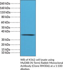 MyD88 (N-Term) Rabbit Monoclonal Antibody