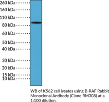 B-RAF Rabbit Monoclonal Antibody