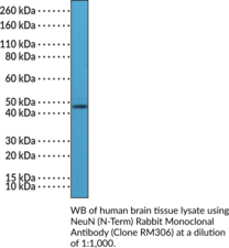 NeuN (N-Term) Rabbit Monoclonal Antibody