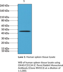 OX40/CD134 (C-Term) Rabbit Monoclonal Antibody