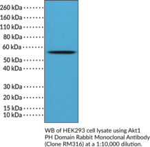 Akt1 PH Domain Rabbit Monoclonal Antibody